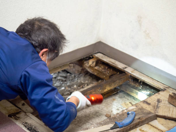 Best Office Mold Removal Services  in Wade Hampton, SC