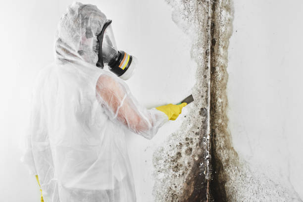 Best Certified Mold Removal  in Wade Hampton, SC
