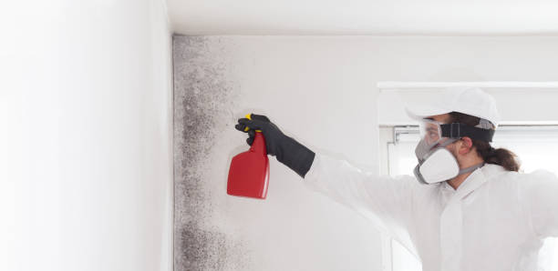 Reliable Wade Hampton, SC Mold Removal Solutions